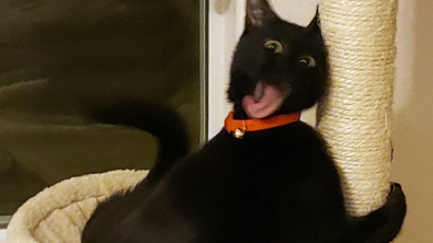 Illustration : 20 photos déroutantes de chats qui ont eu un petit bug du cerveau