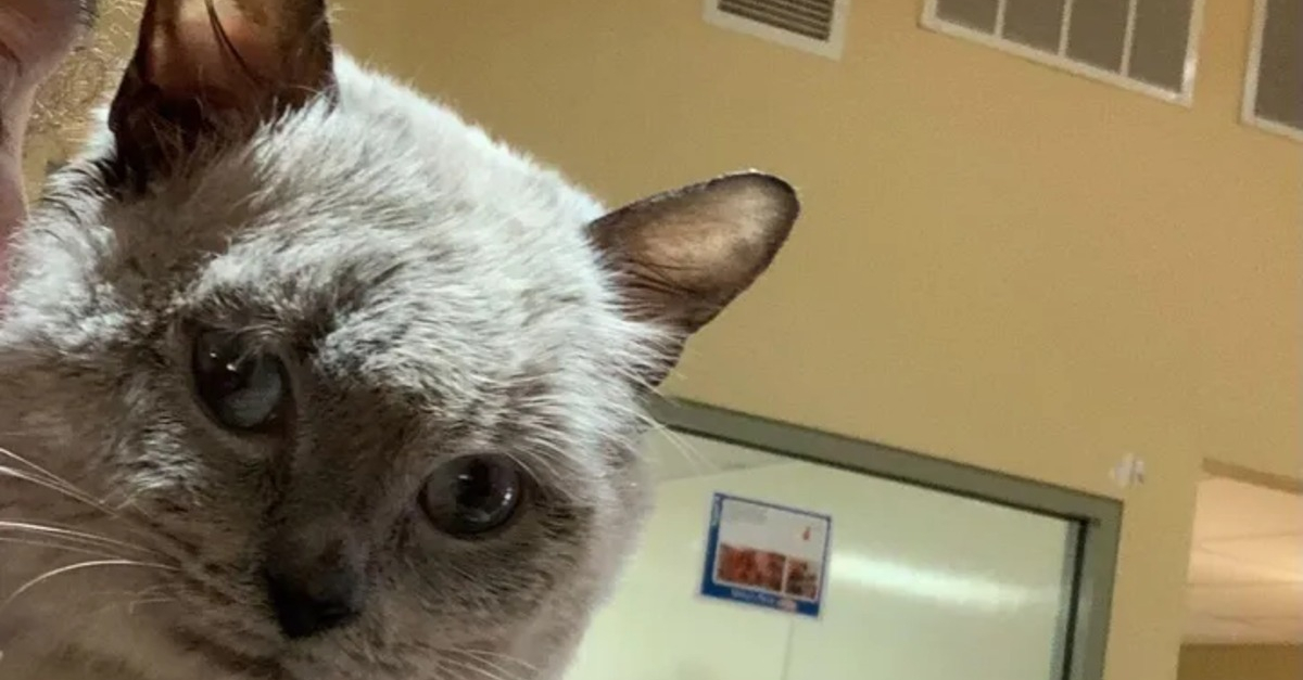 Malgre La Maladie Ce Chat Seduit Tout Le Monde Au Refuge Avec Ses Airs De Peluche Son Charme Et Son Courage