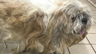 Illustration : "La transformation spectaculaire d’un chien qui avait le poil si long et emmêlé qu’il n’y voyait plus rien"