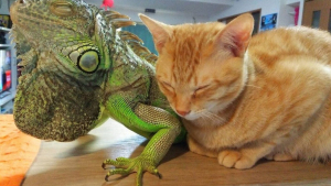 Illustration : "Ce chat adore se frotter contre les écailles de son ami iguane (vidéo)"