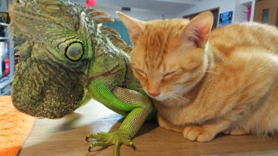 Illustration : Ce chat adore se frotter contre les écailles de son ami iguane (vidéo)