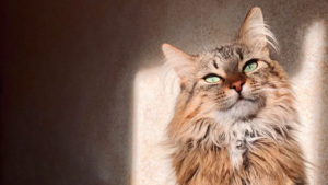 Illustration : "20 photos de chats Norvégiens qui vous séduiront par leur splendide fourrure"