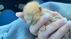 Illustration : "Découvert dans le moteur d’un engin de chantier, un chaton nouveau-né qui paraissait condamné déjoue tous les pronostics"