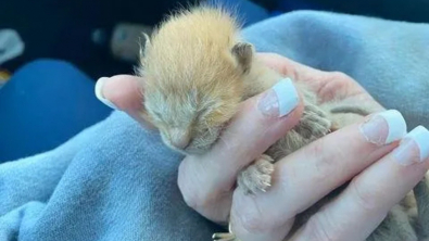 Illustration : "Découvert dans le moteur d’un engin de chantier, un chaton nouveau-né qui paraissait condamné déjoue tous les pronostics"