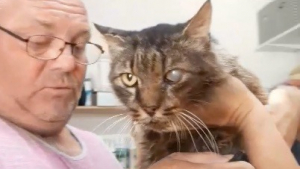 Illustration : "Après 9 ans de cavale, ce chat a enfin été remis à ses propriétaires (vidéo)"
