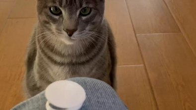 Illustration : "L’obsession d’un chat pour les bouchons fraîcheur des cartons de lait intrigue et amuse sa famille"