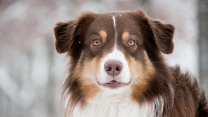 Illustration : "10 conseils pour réussir sa randonnée hivernale avec son chien"