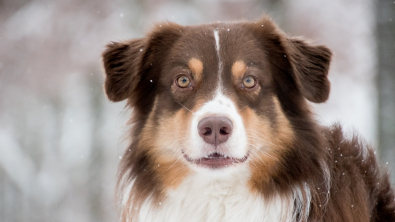 Illustration : "10 conseils pour réussir sa randonnée hivernale avec son chien"