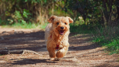 Illustration : "5 mesures et astuces simples contre le vol de chien"