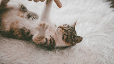 Illustration : "10 indices prouvant que votre chat tient à vous"