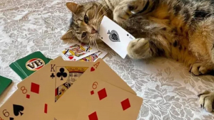 Illustration : "17 chats vous expliquant que vous ne pouvez jouer que selon leurs règles"