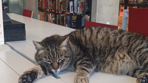 Illustration : "Un étudiant à 4 pattes squatte la bibliothèque universitaire de Lyon : il s’agit de Robert, le chat !"