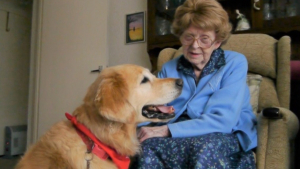 Illustration : "Les visites d’une Golden Retriever permettent à son amie octogénaire de rompre la solitude et de satisfaire son amour pour les chiens"