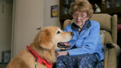 Illustration : "Les visites d’une Golden Retriever permettent à son amie octogénaire de rompre la solitude et de satisfaire son amour pour les chiens"