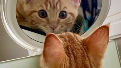 Illustration : "14 photos de chiens et de chats qui ne font décidément rien comme les autres"