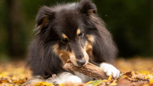 Illustration : "Cani-gourmand développe des aliments 100 % naturels pour chien, ainsi qu’une gamme d’accessoires qualitatifs"