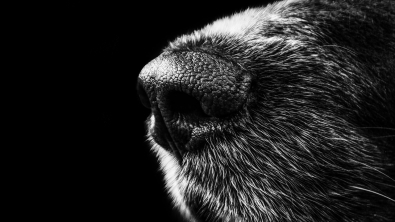 Illustration : "10 choses que les chiens peuvent flairer et que l'odorat humain ne peut percevoir"