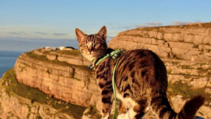 Illustration : "A la rencontre de Bongo, chat vadrouilleur qui enchaîne randonnées et virées en kayak"