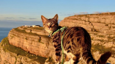 Illustration : "A la rencontre de Bongo, chat vadrouilleur qui enchaîne randonnées et virées en kayak"
