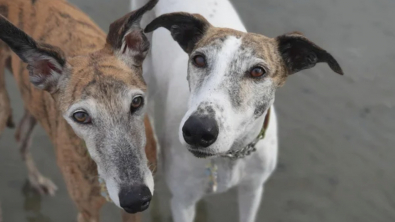 Illustration : "20 photos pour mieux connaître le Lévrier Espagnol, chien aussi doux que véloce"