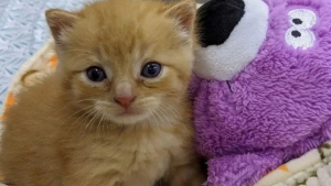 Illustration : "Un chaton découvert seul sous la pluie trouve l'aide qu'il espérait et se met au service de ses semblables"