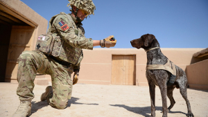 Illustration : "Un chien ayant déjoué de nombreuses attaques terroristes est récompensé pour son travail au sein de l’armée britannique"