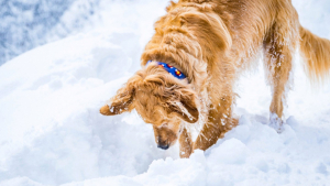 Illustration : "8 activités hivernales qui raviront votre chien tout en entretenant sa forme"