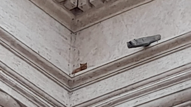 Illustration : "Au Vatican, un chat perché en haut d’une colonne de la place Saint-Pierre donne du fil à retordre aux pompiers "