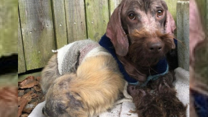 Illustration : "2 chiennes ayant perdu leur pelage à cause d'une dermatose sont métamorphosées grâce au personnel d'un refuge"