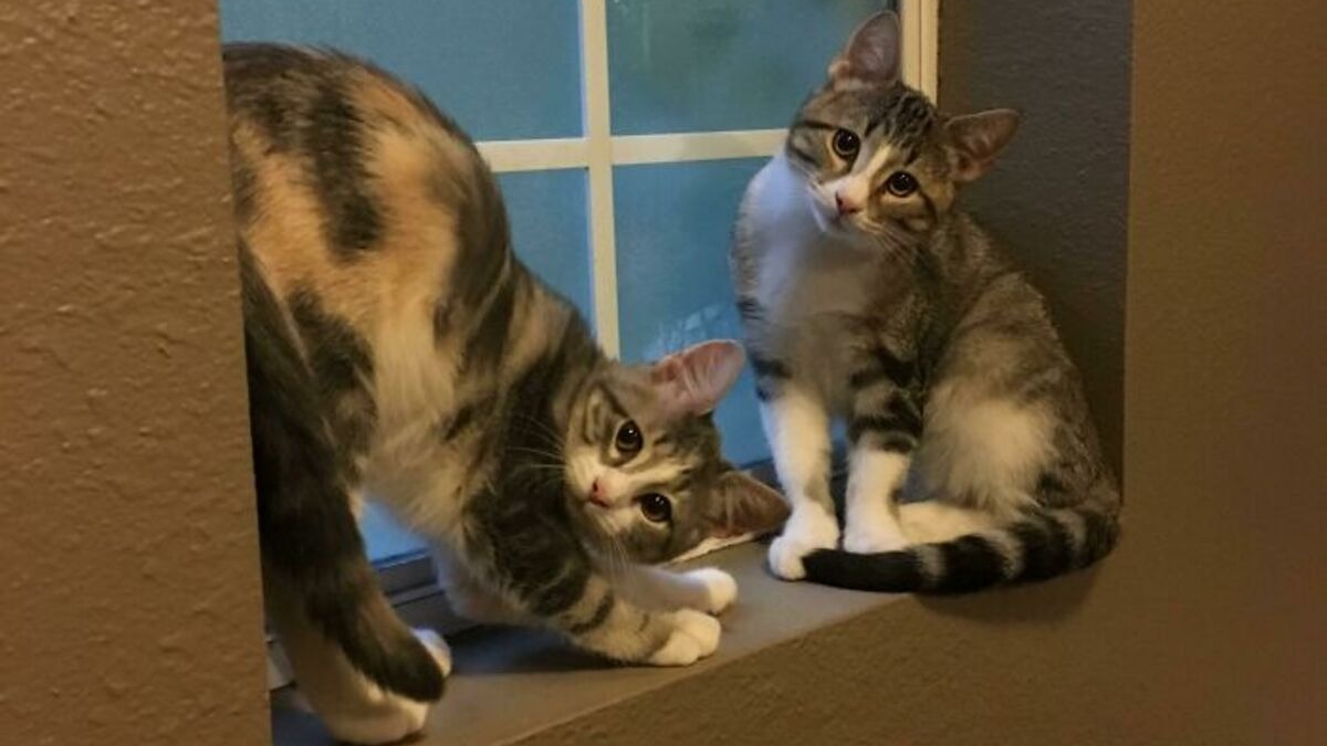 https://www.pets-dating.com/assets/img/001/336/1200x675/20-photos-de-chats-incitant-autant-a-les-adorer-qu-a-se-demander-ce-qui-ne-tourne-pas-rond-chez-eux.jpg