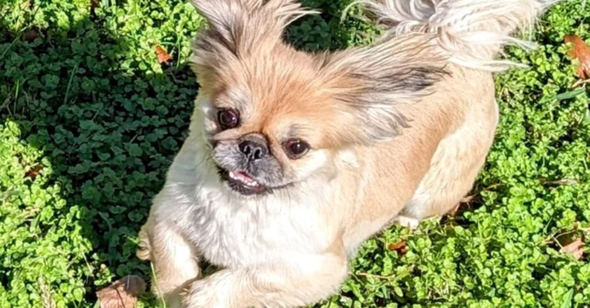 20 photos de joyeux Pékinois qui vous invitent à sourire à la vie