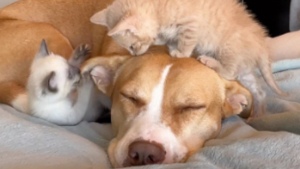 Illustration : "Une chienne à l'amour maternel débordant se prend d'affection pour des chatons orphelins"