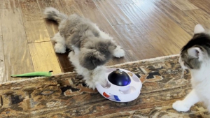 Illustration : "Un chat sénior retrouve la joie de vivre grâce à un nouveau jouet et fait craquer les internautes (vidéo)"