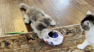 Illustration : "Un chat sénior retrouve la joie de vivre grâce à un nouveau jouet et fait craquer les internautes (vidéo)"