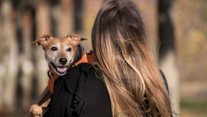 Illustration : "7 aspects auxquels il est indispensable de penser avant de devenir propriétaire d'un chien"