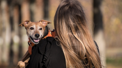 Illustration : 7 aspects auxquels il est indispensable de penser avant de devenir propriétaire d'un chien