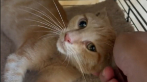 Illustration : "Vidéo : Abandonné à cause de malformations congénitales et blessé, ce chaton se bat pour survivre"