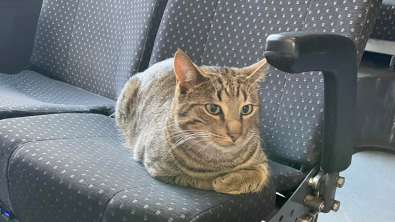 Illustration : "Ce chat prend régulièrement le bus pour faire une sieste bercé par la route "