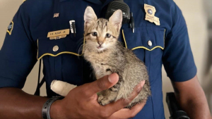 Illustration : "Des policiers portent secours à un chaton bloqué sur un pont et blessé, l'un d'eux en tombe amoureux"