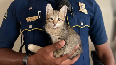 Illustration : "Des policiers portent secours à un chaton bloqué sur un pont et blessé, l'un d'eux en tombe amoureux"