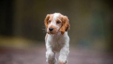 Illustration : 20 portraits de chiens photogéniques à souhait et réalisés dans de magnifiques décors naturels