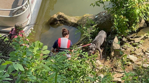 Illustration : "Coincée en bord de rivière après être tombée, cette chienne a été secourue par bateau"