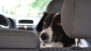 Illustration : "Joë, un Basset Bleu de Gascogne, sauvé in extremis après 24 heures enfermé dans une voiture"