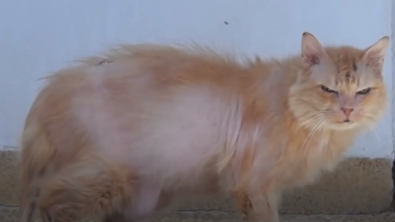 Illustration : "Vidéo : Une chatte maltraitée et en colère contre les humains réapprend à faire confiance"