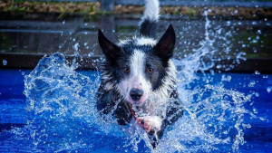 Illustration : "12 photos d'un Border Collie qui n'est jamais aussi joyeux que lorsqu'il se baigne"