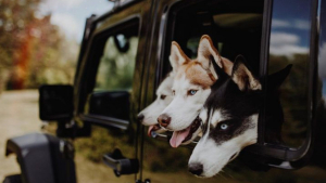 Illustration : "20 chiens qui ne cachent pas leur bonheur d'être en voiture"