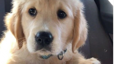 Illustration : La police enquête sur un Golden Retriever disparu et suspecte un individu connu de ses services de l’avoir volé