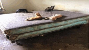 Illustration : "Après un signalement, une association découvre 74 chats entassés dans la maison d’une personne âgée"