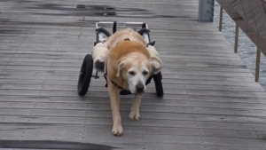 Illustration : "Pour cette chienne sénior pleine de vie et assoiffée d’aventures, le handicap n’a jamais été un frein"