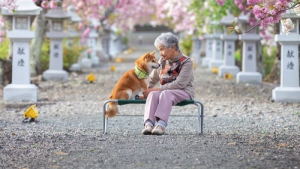 Illustration : "20 photos sublimes illustrant la touchante amitié qui unit un Shiba Inu et sa maîtresse sénior"